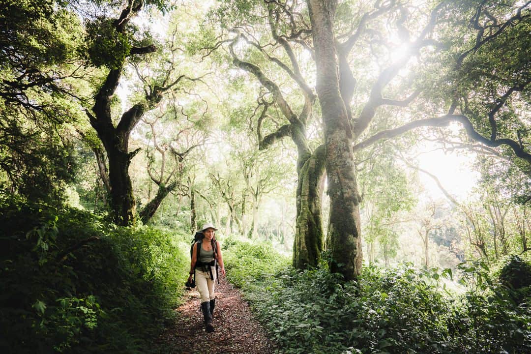 Walking through Kilimanjaro's rainforest