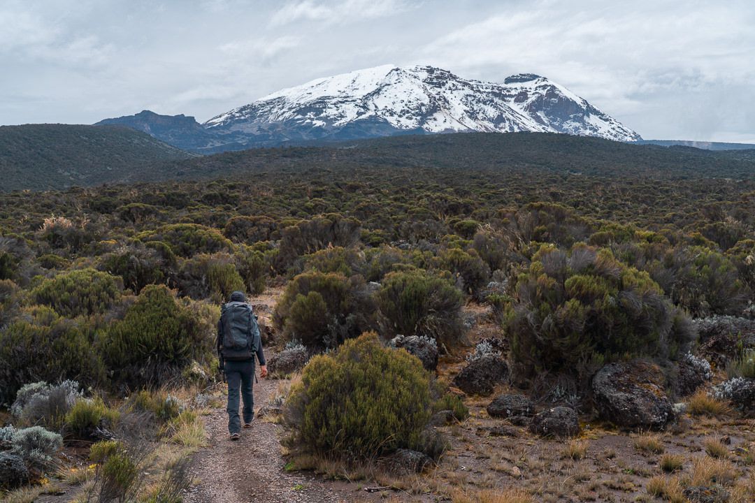 Walking through Kilimanjaro's moorland zone