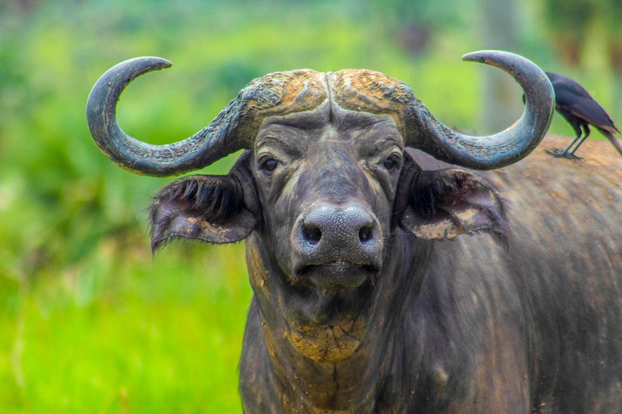 Cape buffalo