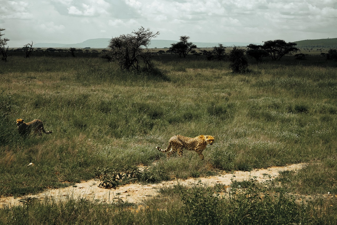 Cheetah on the Serengeti plains