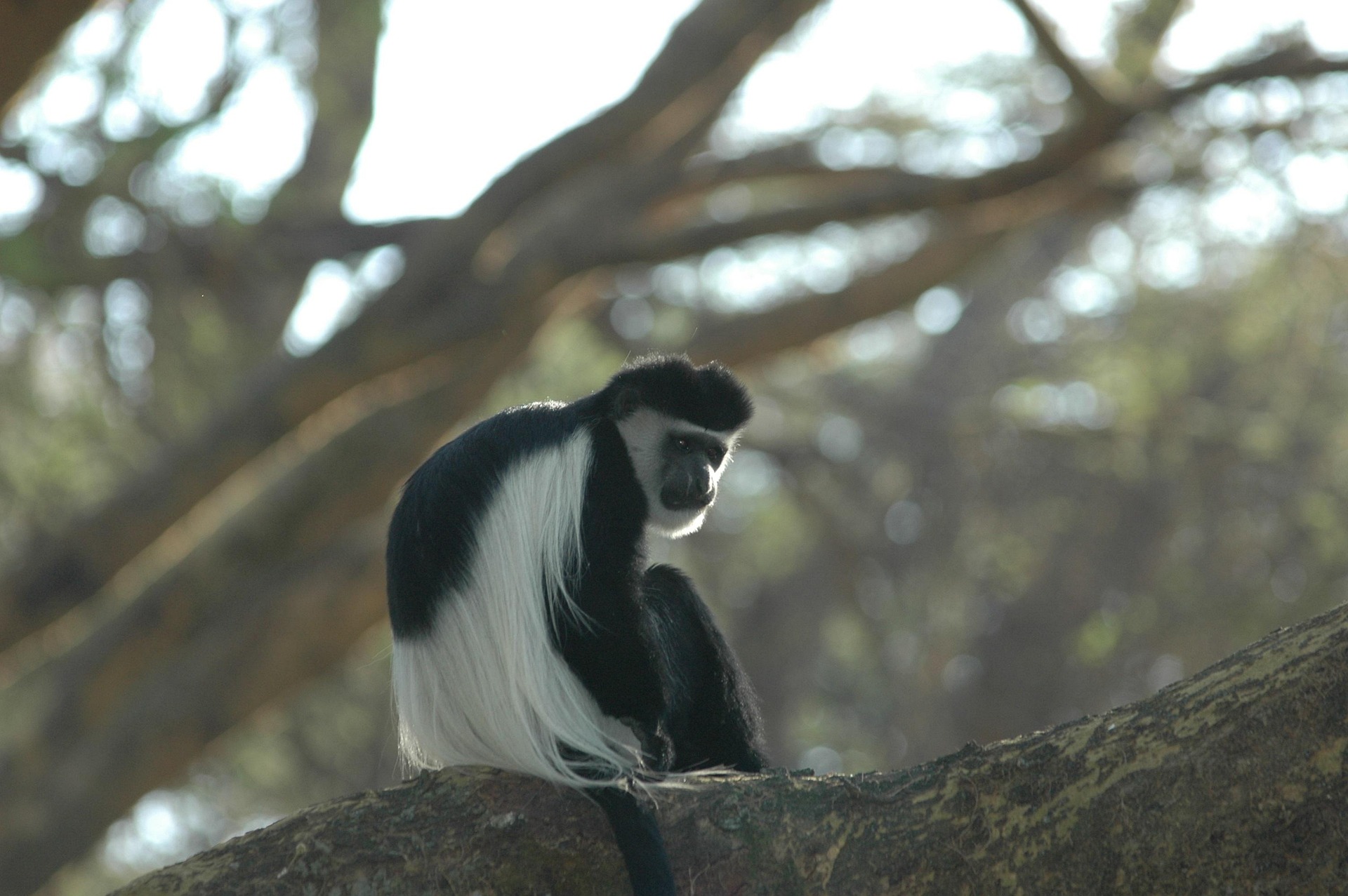 Black-and-white colobus monkey in Bwindi Impenetrable Forest