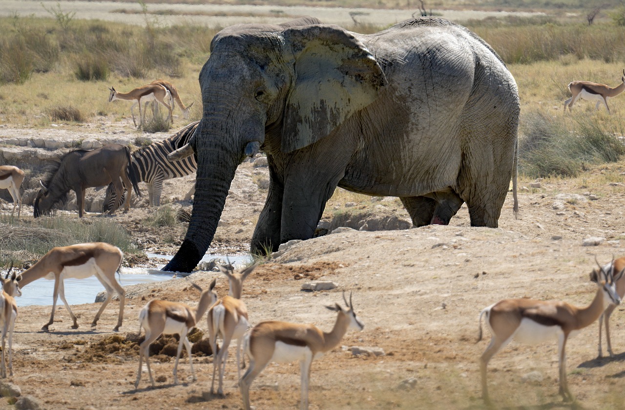 African elephant