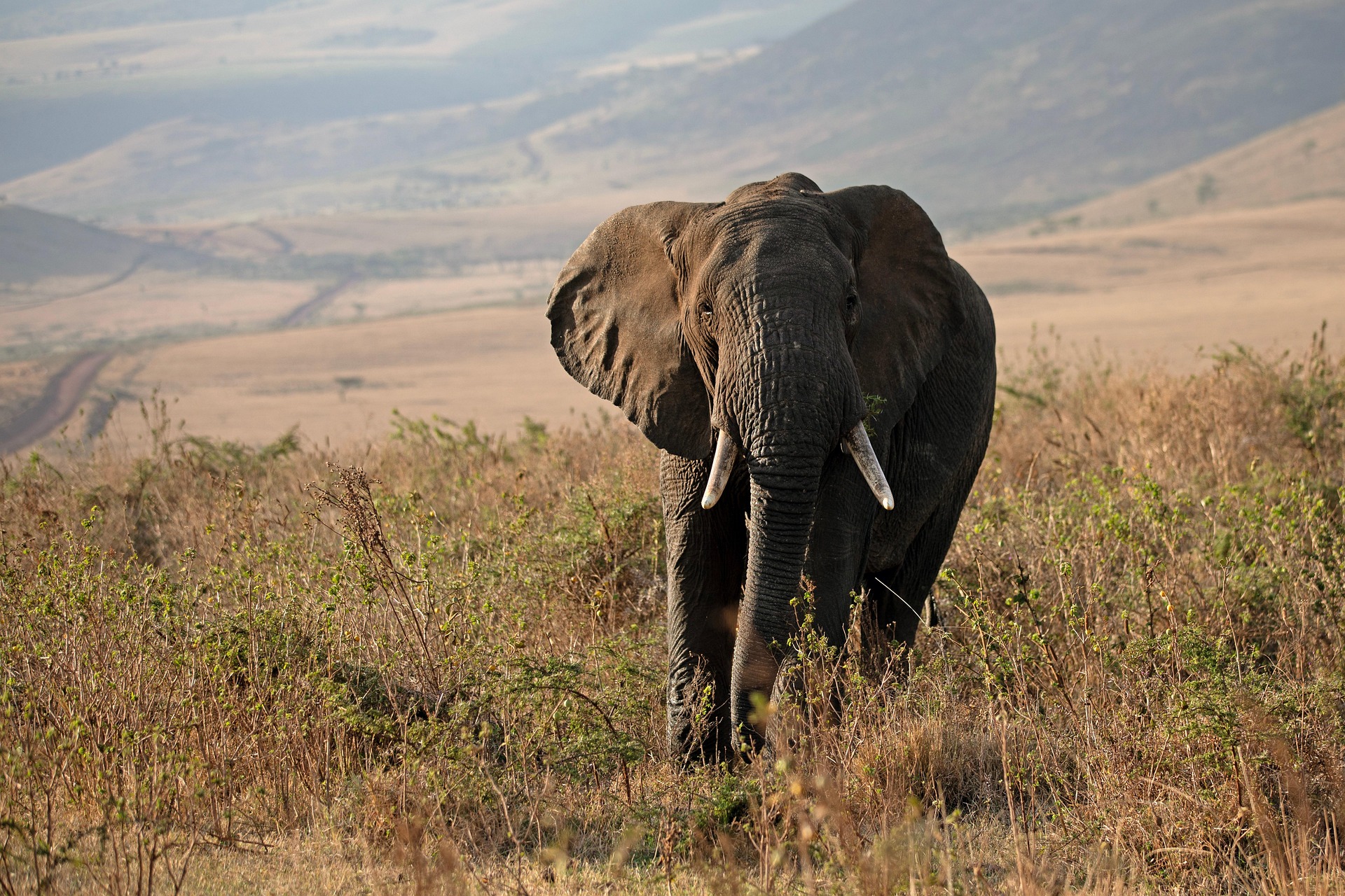 African elephant