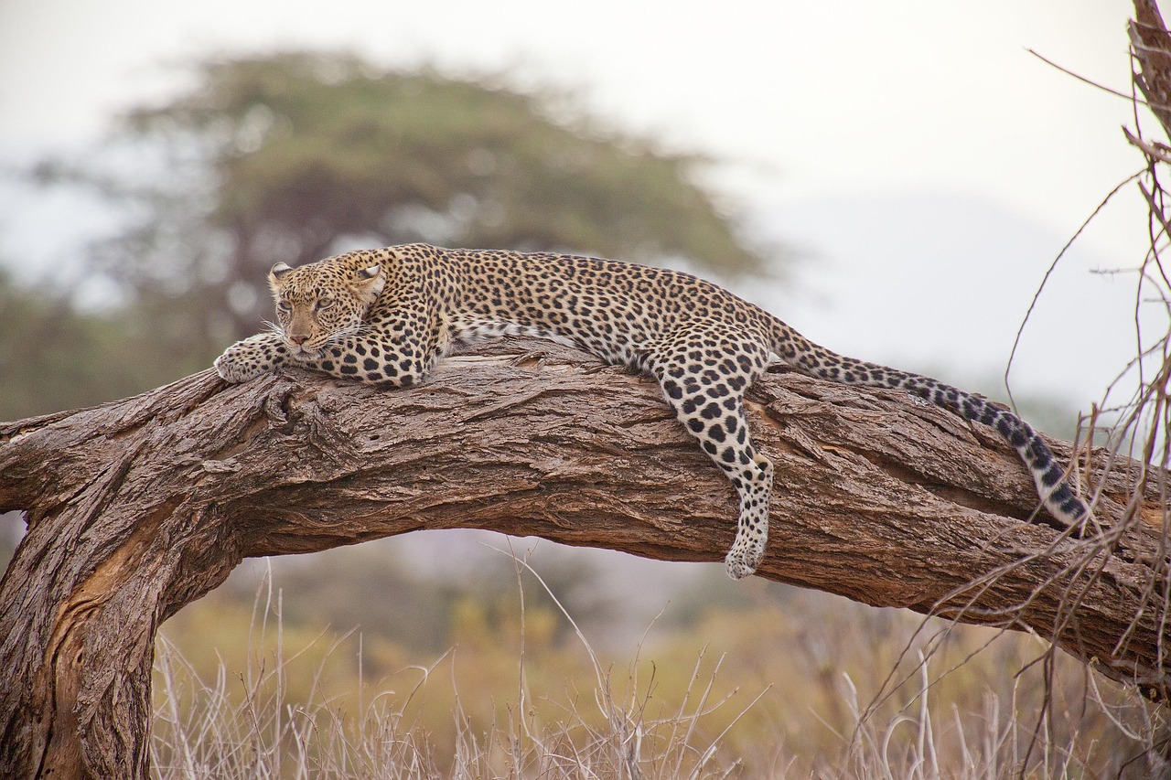 Leopard