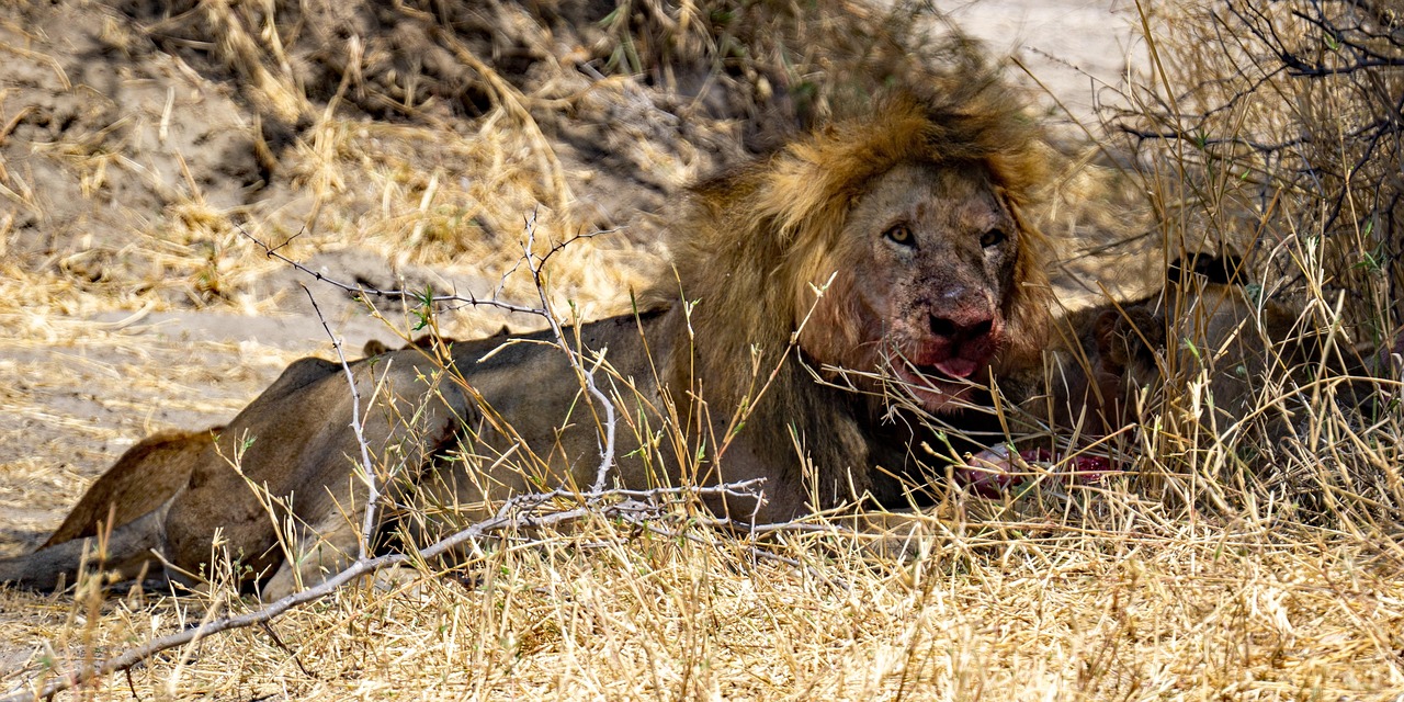 Lion pride in the Serengeti
