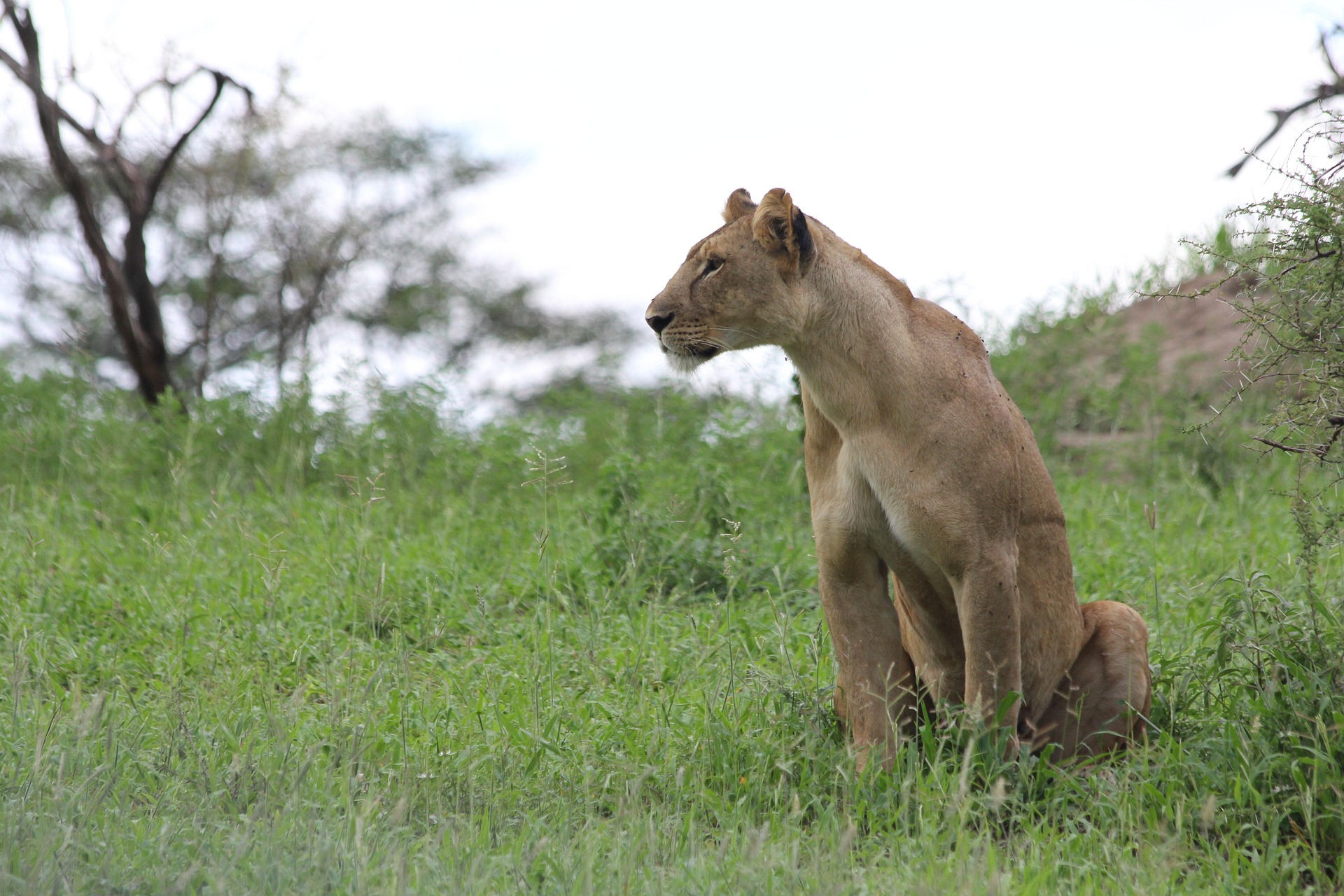 Lion