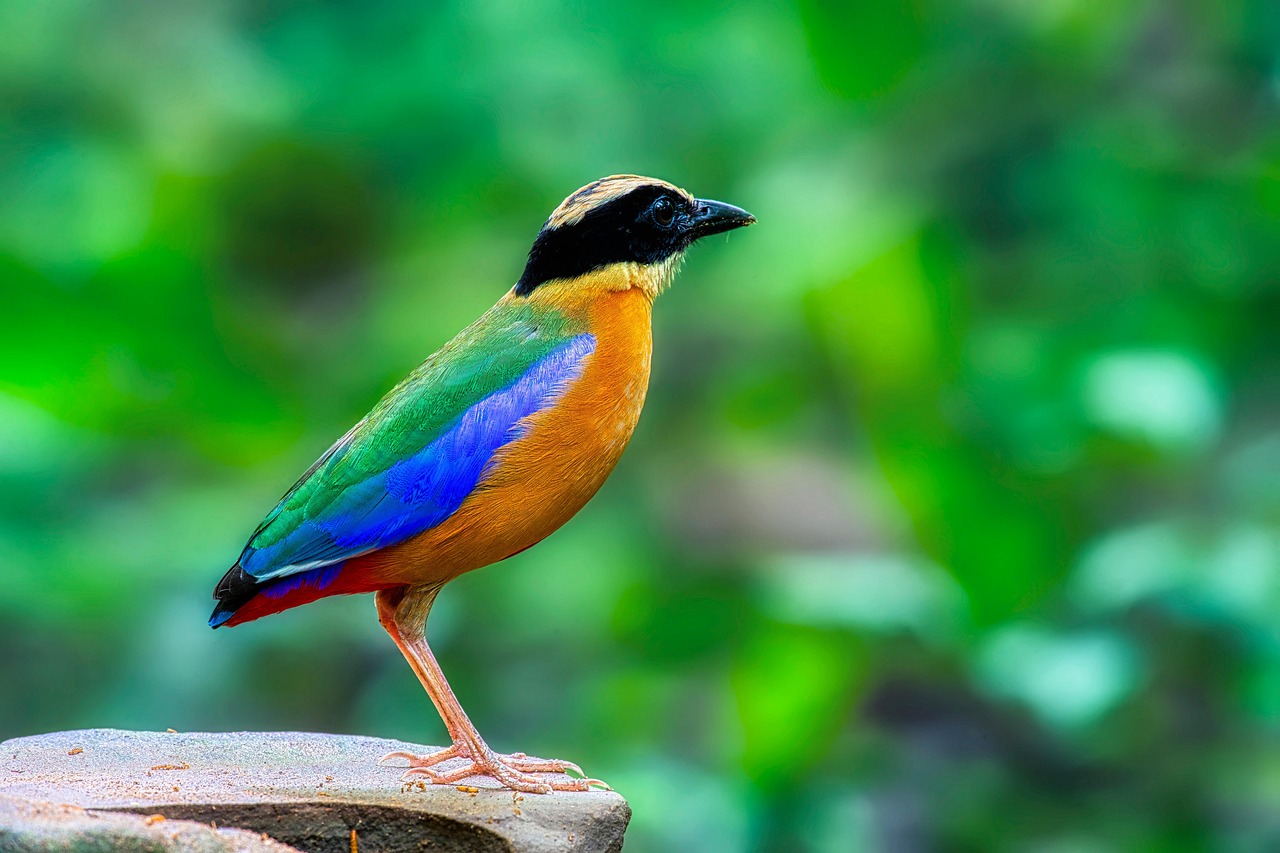 African pitta bird