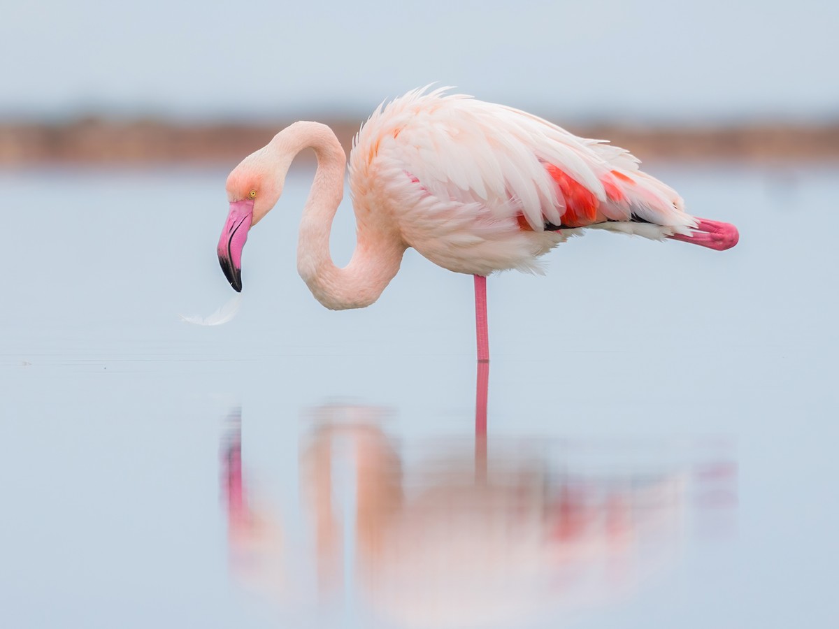 Flamingos on Lake Manyara