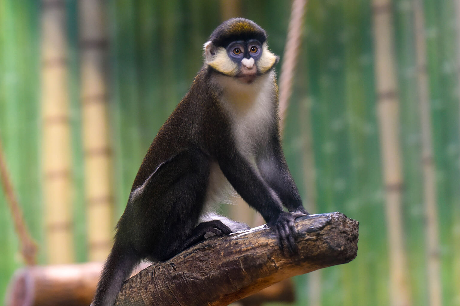 Red-tailed monkey