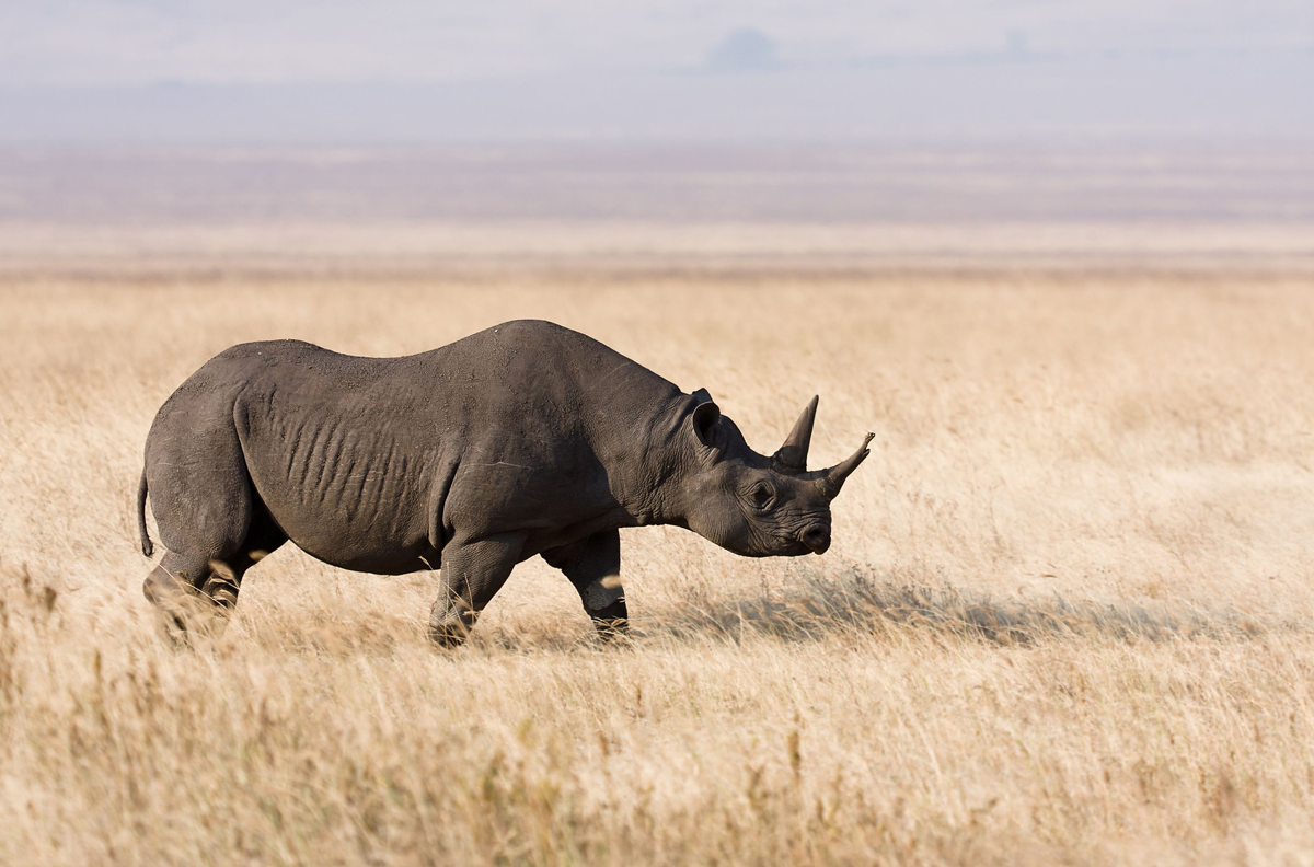 Black rhinoceros in Ngorongoro Crater