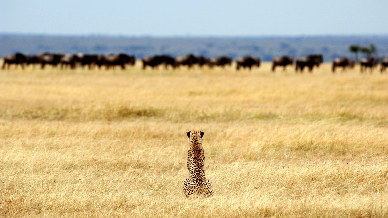 Endless plains of the Serengeti National Park