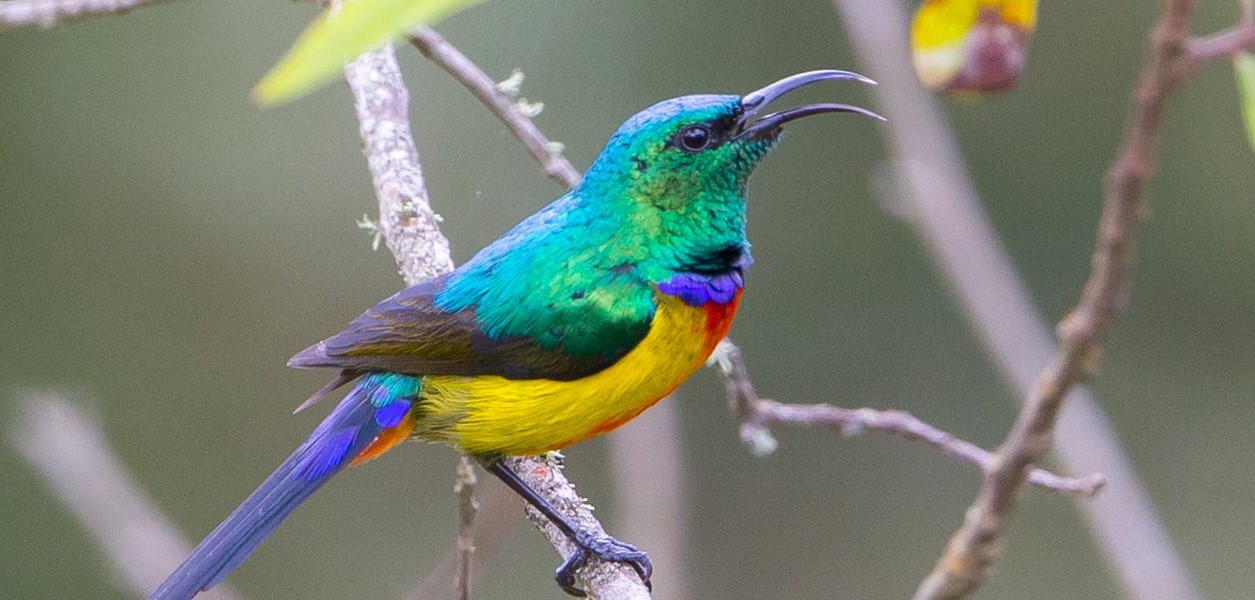 Sunbird