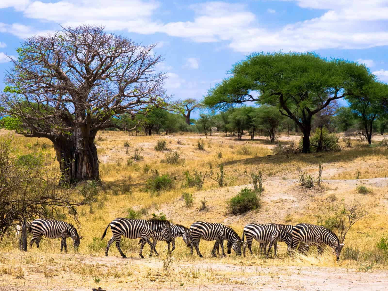 Baobab trees and open plains in Tarangire National Park