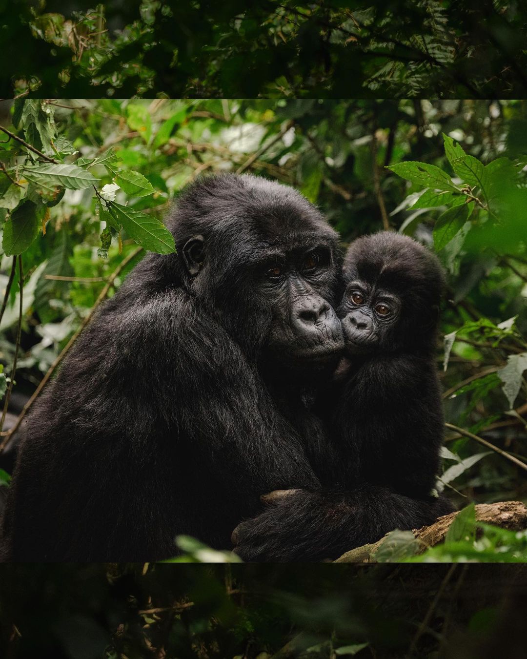 Mountain gorilla trekking group in Bwindi Impenetrable Forest