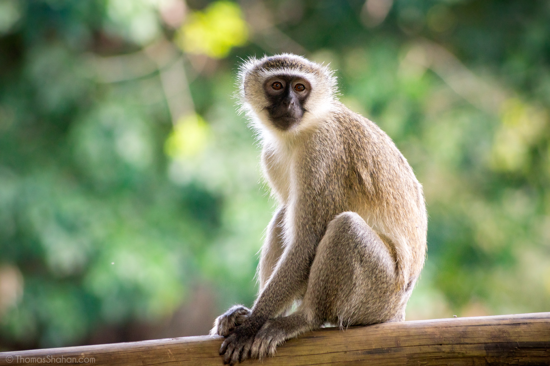 Vervet monkey