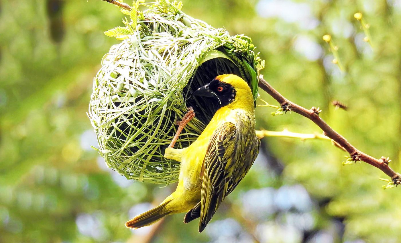 Weaver birds