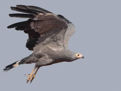 African harrier-hawk