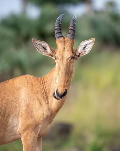 Jackson's hartebeest