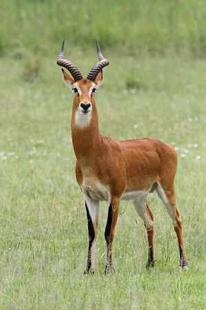 Uganda kob