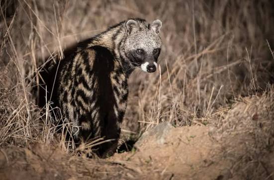 African civet