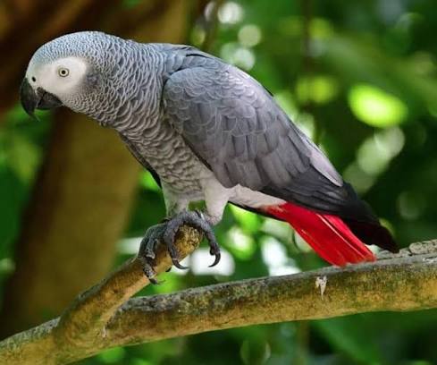 African grey parrot