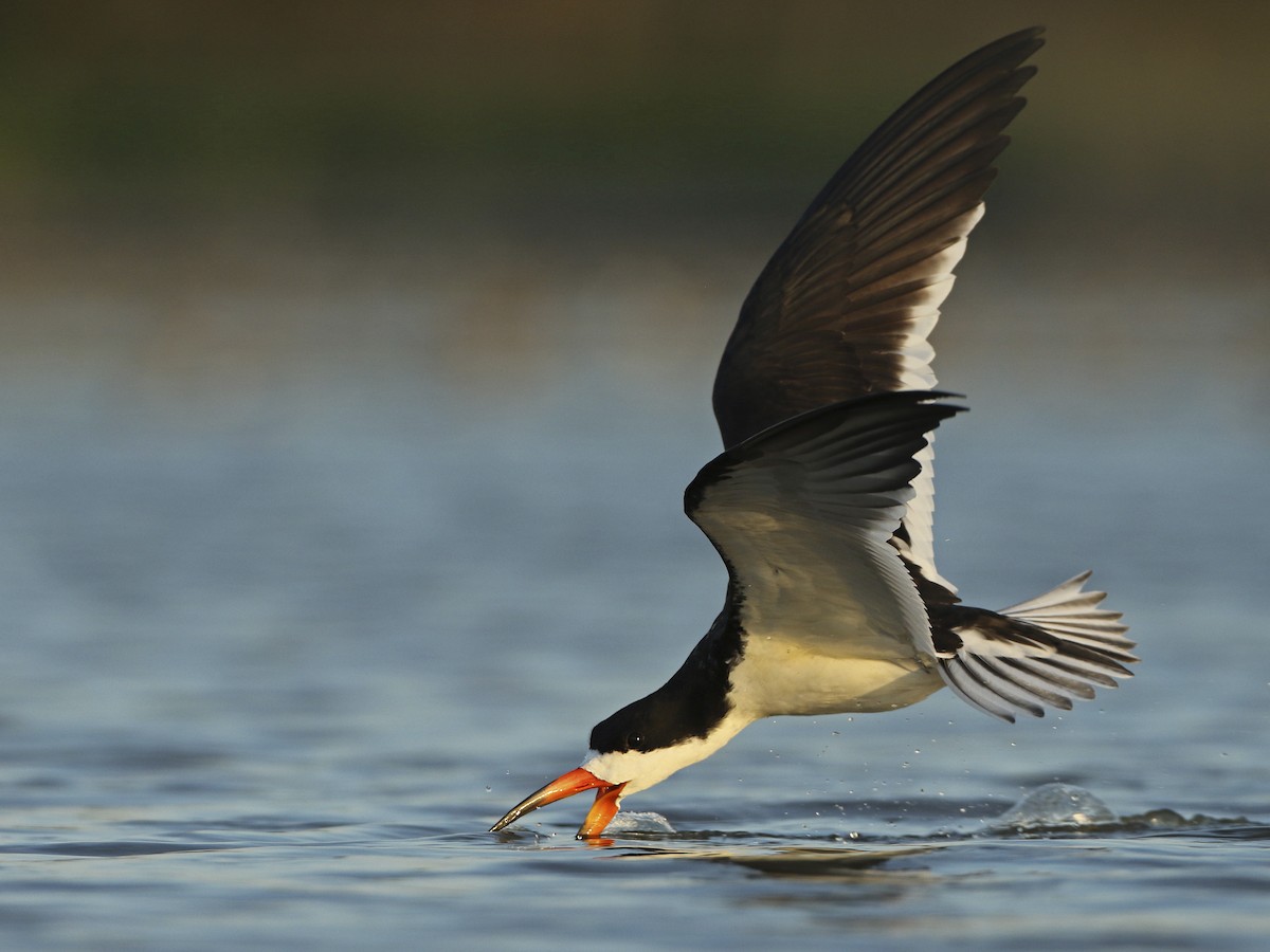 African skimmer