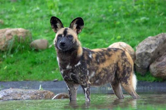 African wild dog