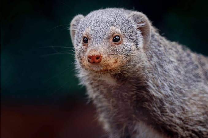 Banded mongoose
