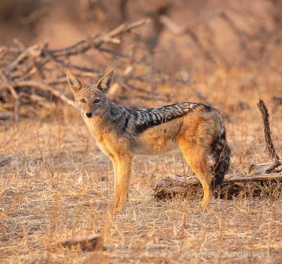 Black-backed jackal
