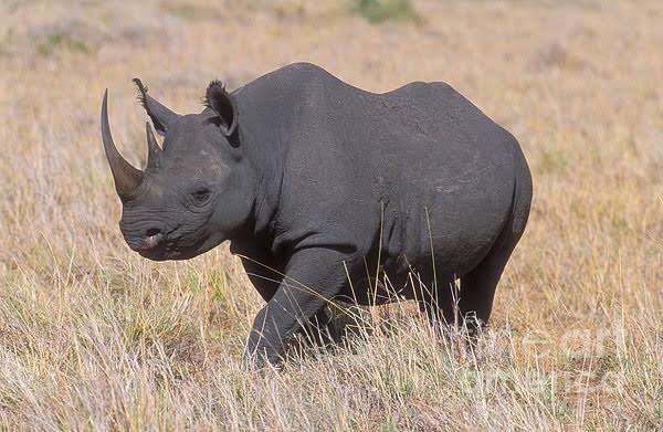 Black rhino
