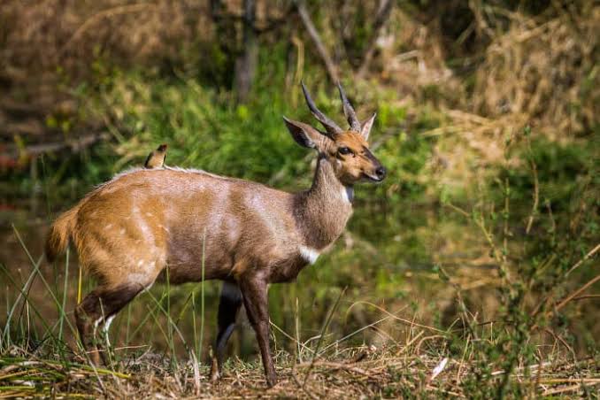Bushbuck