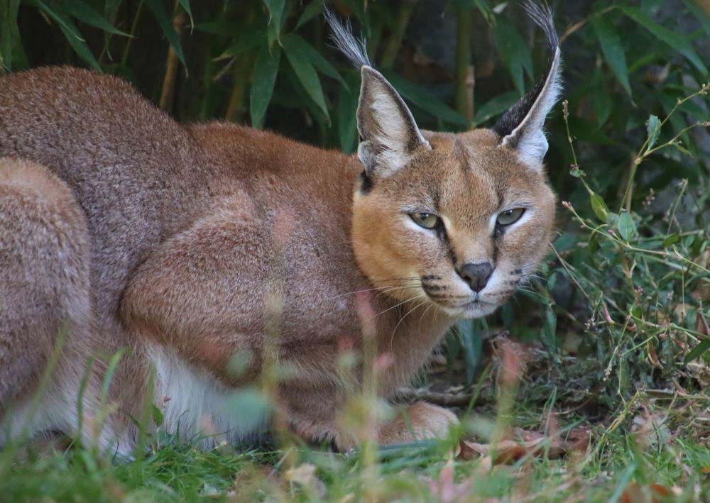 Caracal