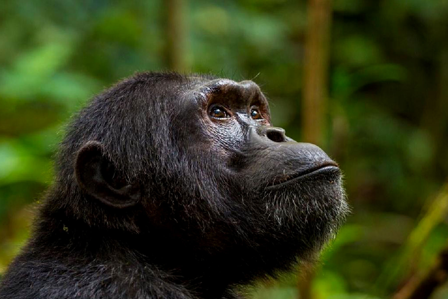 Chimpanzee