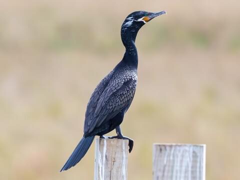 Cormorant