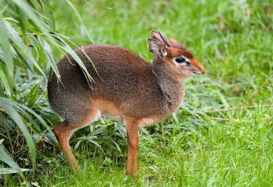 Dik-dik