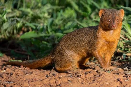 Dwarf mongoose