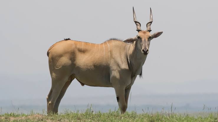 Common eland