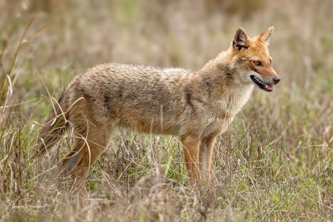Golden jackal