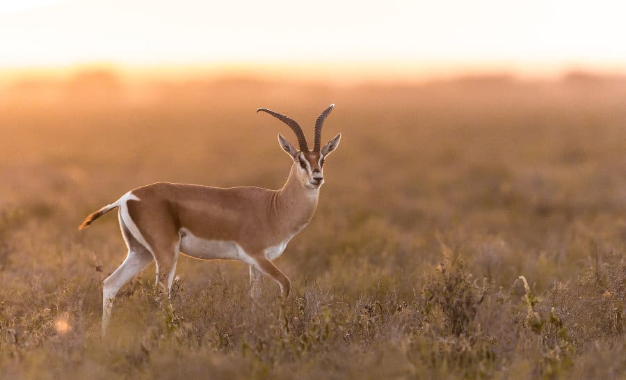 Grant's gazelle