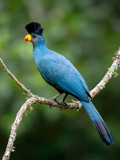Great blue turaco