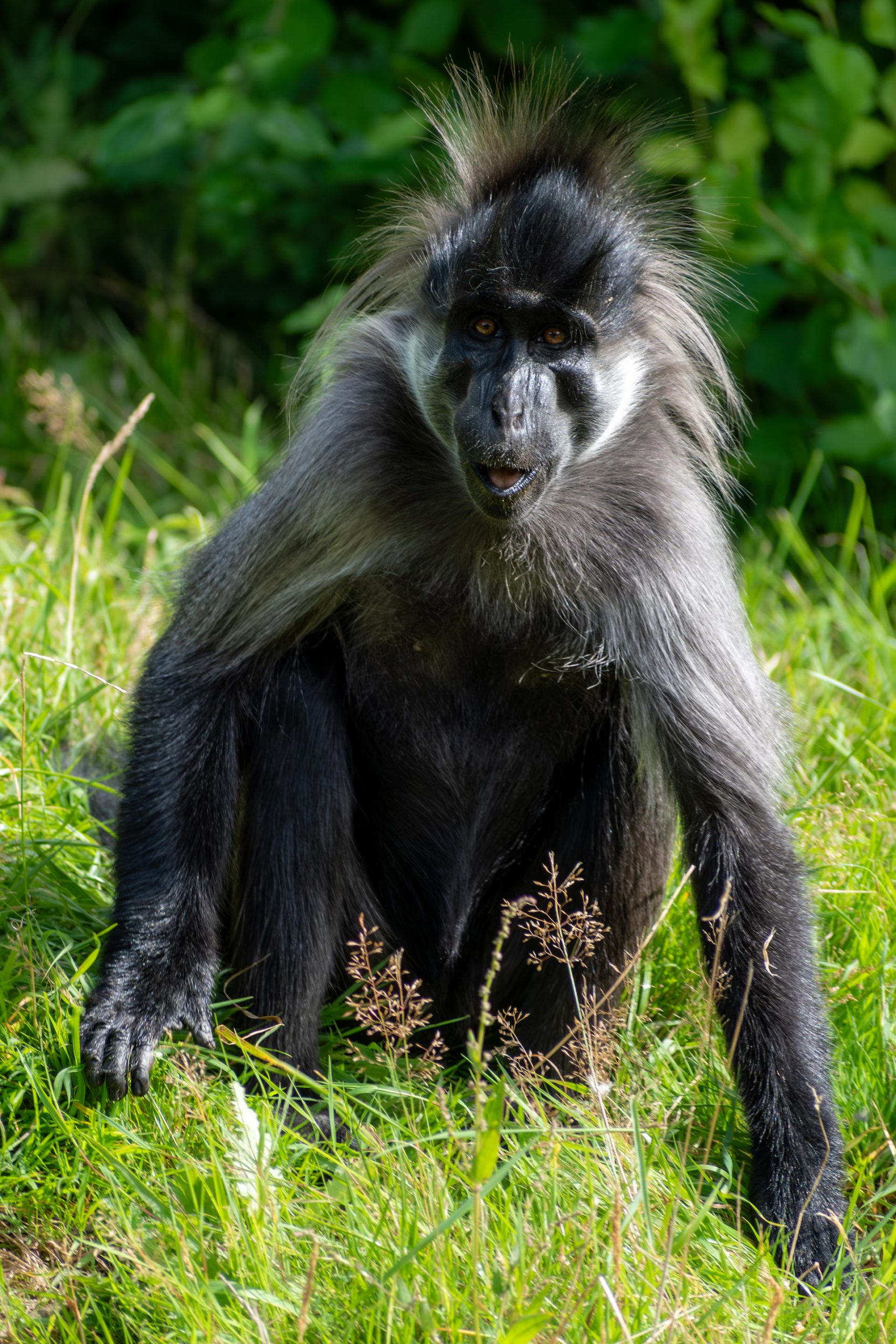 Grey-cheeked mangabey