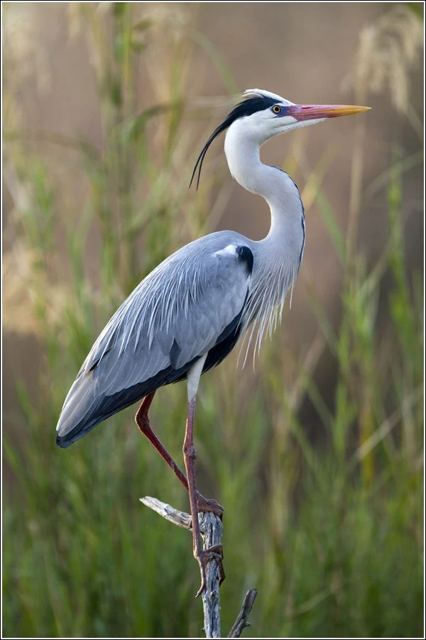 Grey heron