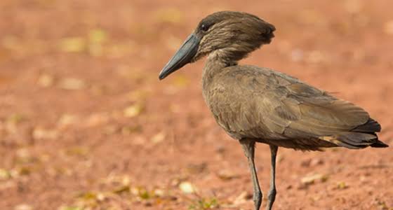 Hamerkop