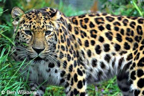 Leopard