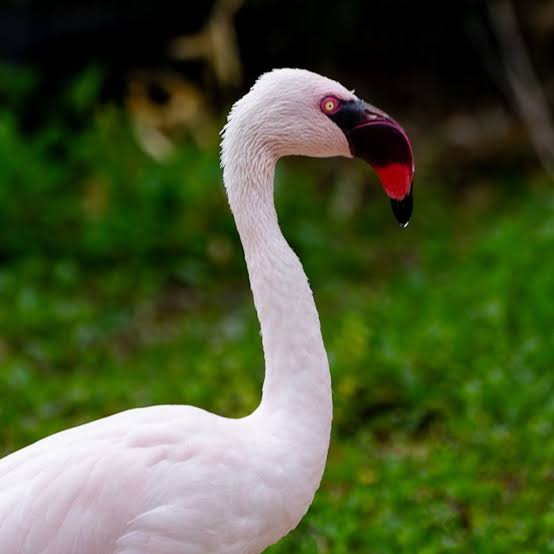 Lesser flamingo