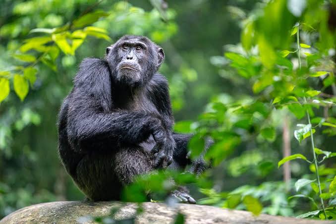 L'Hoest's monkey