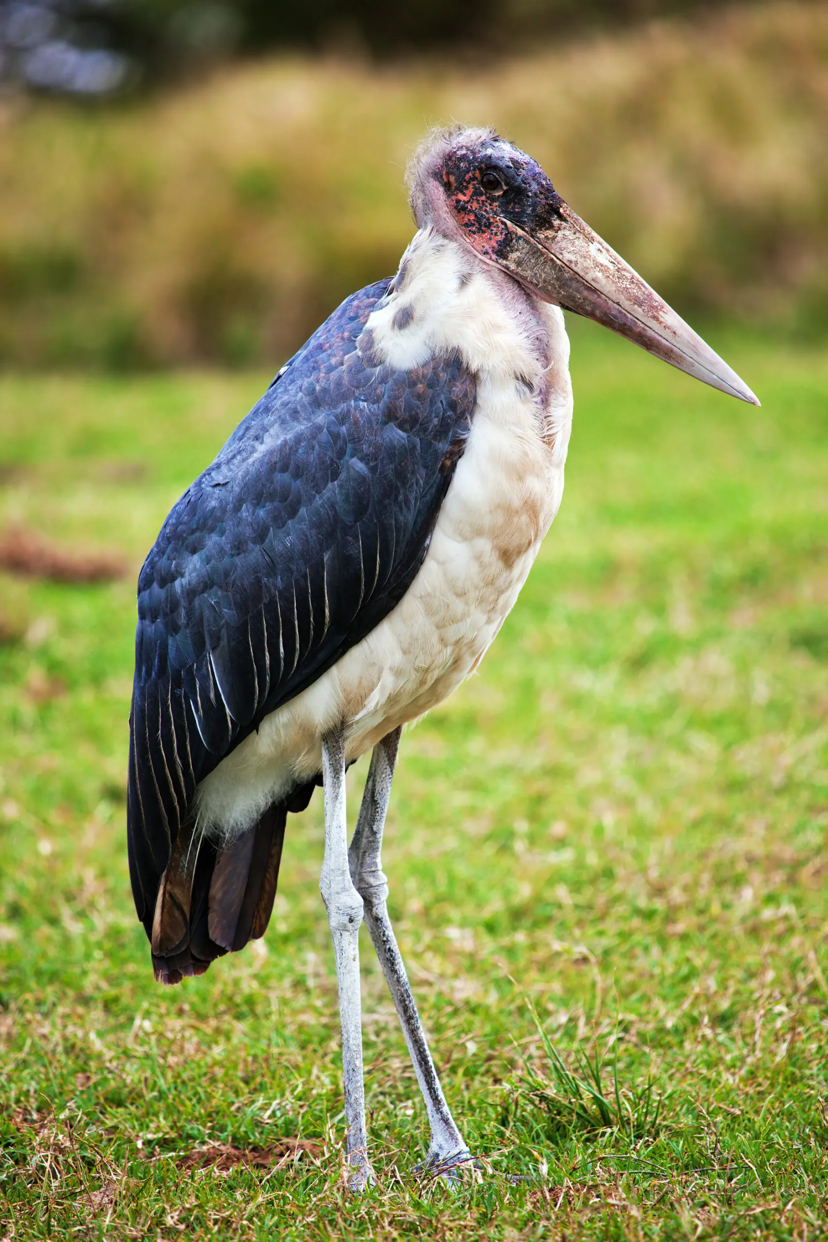 Marabou stork