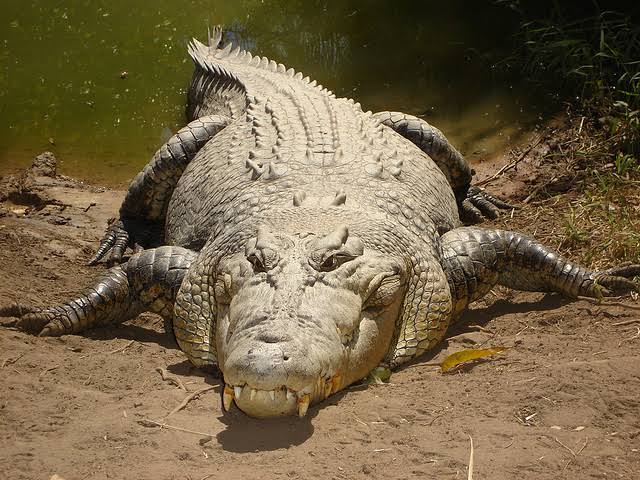 Nile crocodile