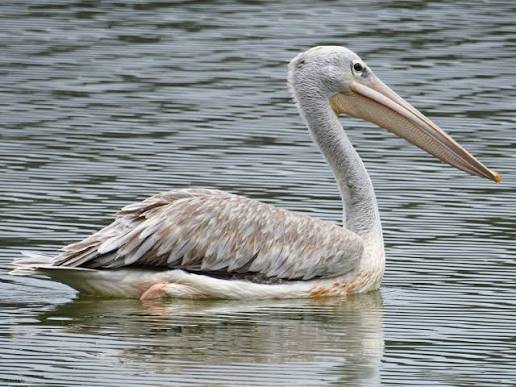 Pink-backed pelican