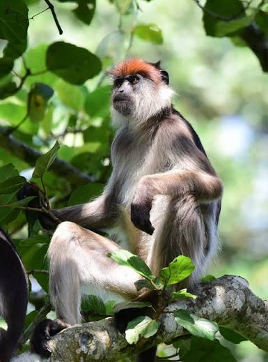 Red colobus monkey
